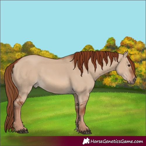 Horse Color:Red Dun 