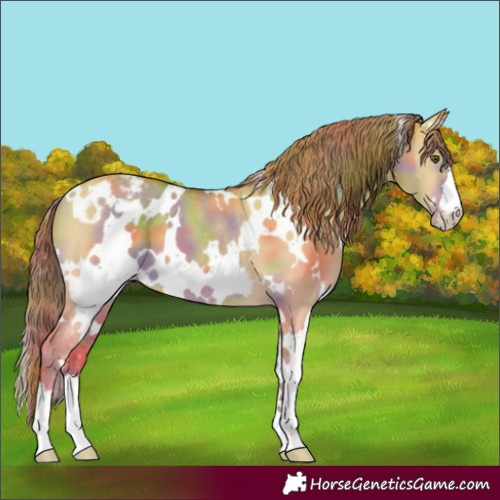 Horse Color:Nacre White Spotted Classic Cream Champagne Dun Appaloosa 