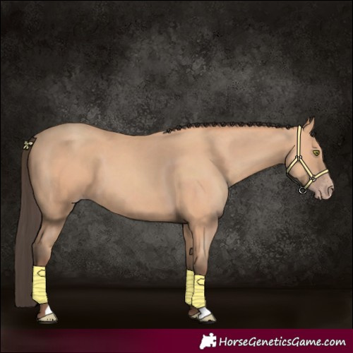 Horse Color:Amber Champagne