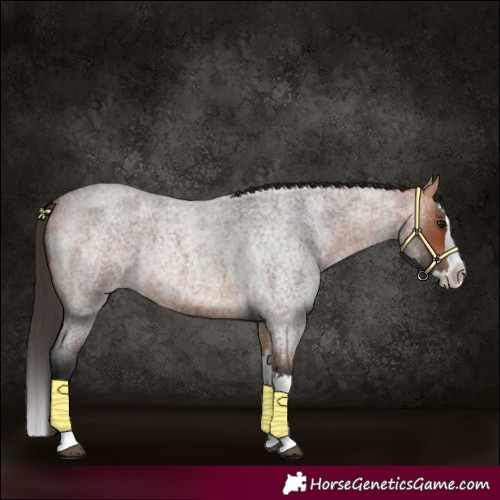 Horse Color:Bay Roan Splash 