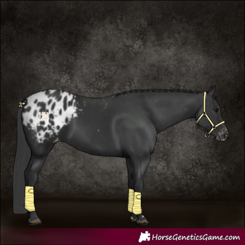 Horse Color:Black Appaloosa 