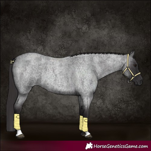 Horse Color:Smoky Blue Roan 