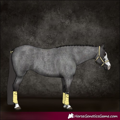 Horse Color:Smoky Blue Roan 
