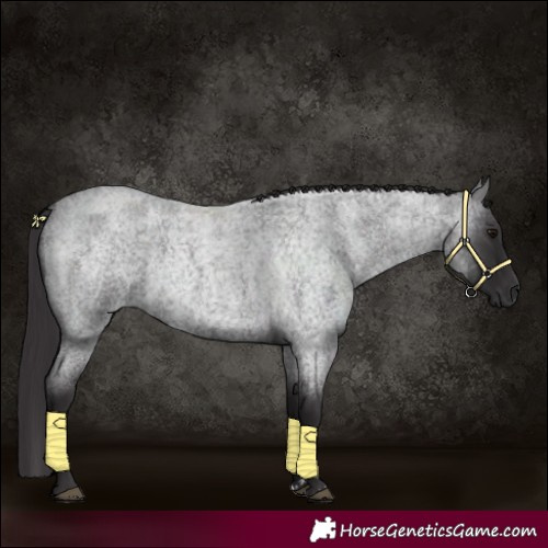 Horse Color:Smoky Blue Roan 