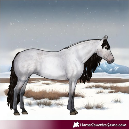 Horse Color:Gray Bay Roan 