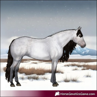 Horse Color:Gray Bay Roan 