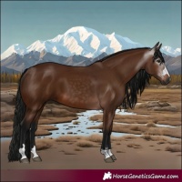Horse Color:Gray Bay 