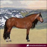 Horse Color:Gray Bay 