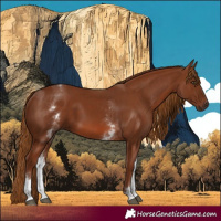 Horse Color:White Spotted Chestnut 