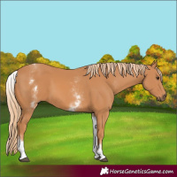 Horse Color:White Spotted Chestnut