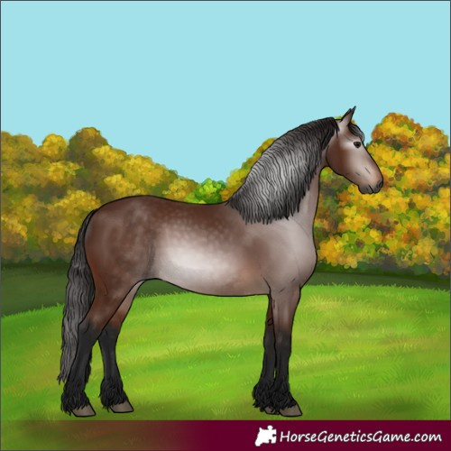 Horse Color:Gray Bay 