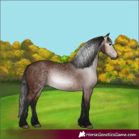 Horse Color:Gray Bay 