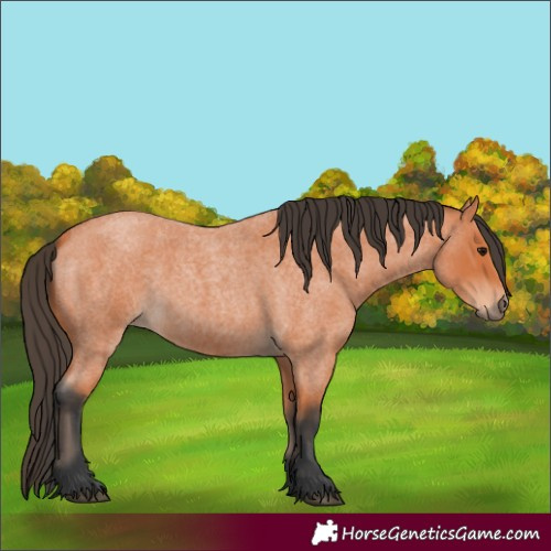 Horse Color:Bay Roan 