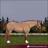 Horse Color:Red Dun 