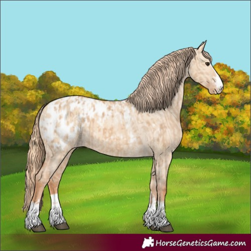 Horse Color:Red Dun Appaloosa  and Red Dun Appaloosa 