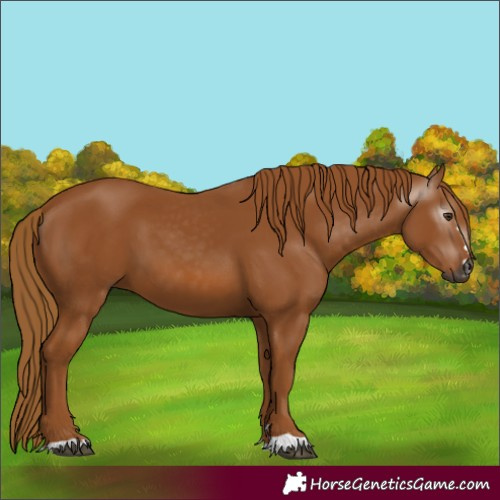 Horse Color:Gray Chestnut 