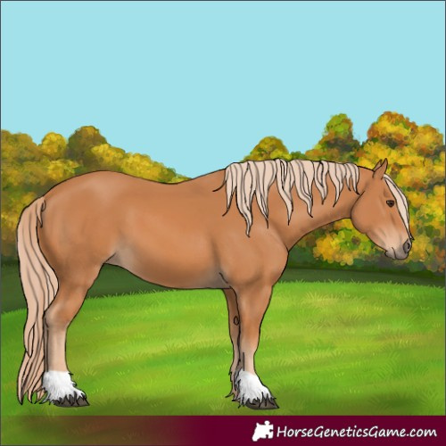 Horse Color:Chestnut 