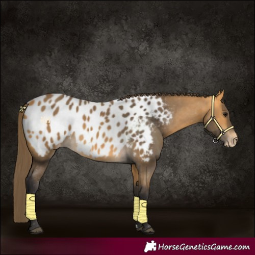 Horse Color:Buckskin Near Leopard 