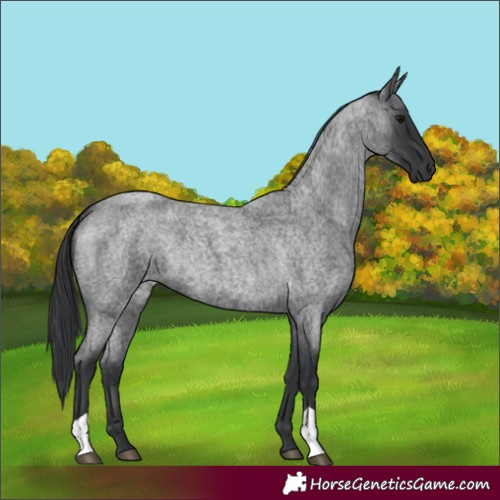 Horse Color:Blue Roan 