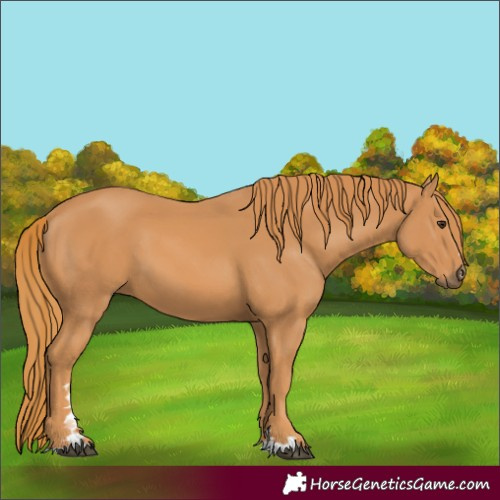 Horse Color:Chestnut 