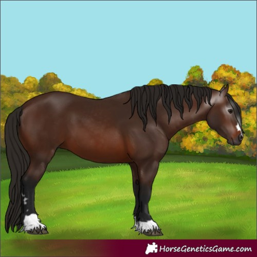 Horse Color:Gray Bay 