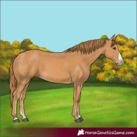 Horse Color:Chestnut Splash 