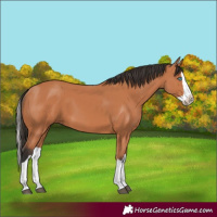 Horse Color:Bay Splash 