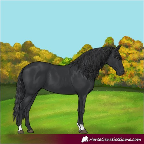Horse Color:Black 