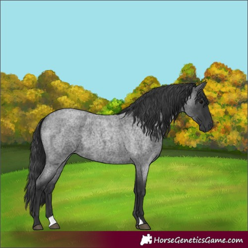 Horse Color:Blue Roan 