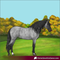 Horse Color:Blue Roan 