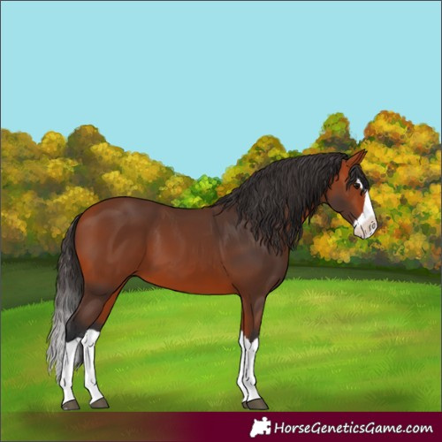 Horse Color:Bay Splash 