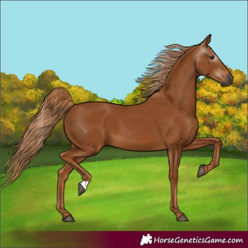 Horse Color:Gray Chestnut 