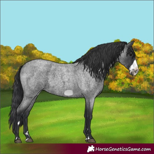 Horse Color:Blue Roan Frame