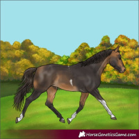 Horse Color:Buckskin Tobiano