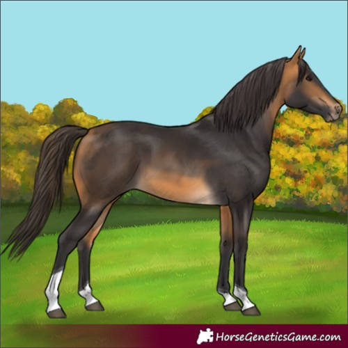 Horse Color:Buckskin Tobiano 