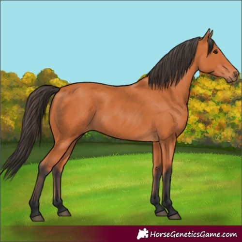 Horse Color:Bay 
