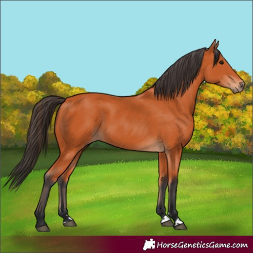 Horse Color:Bay 