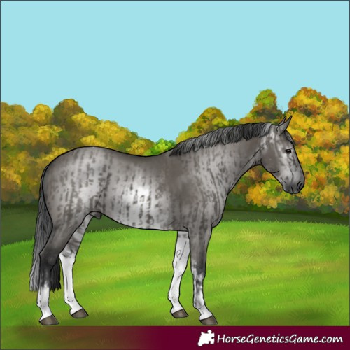 Horse Color:White Spotted Grullo Rabicano and Gray White Spotted Grullo Rabicano