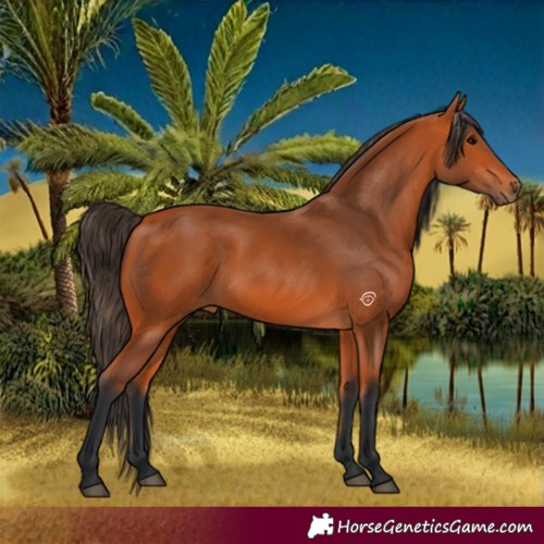 Horse Color:Bay 
