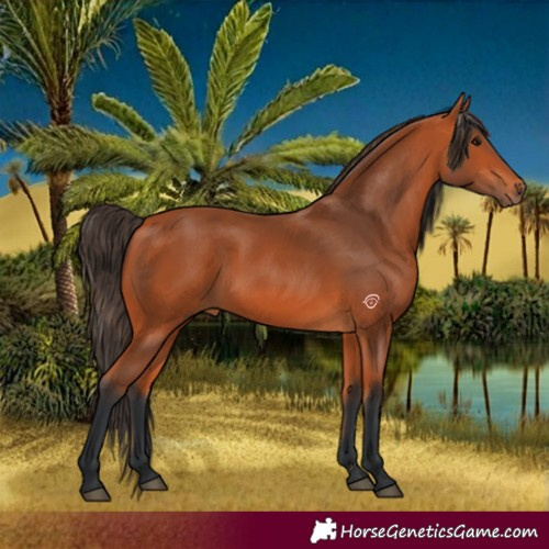 Horse Color:Bay 