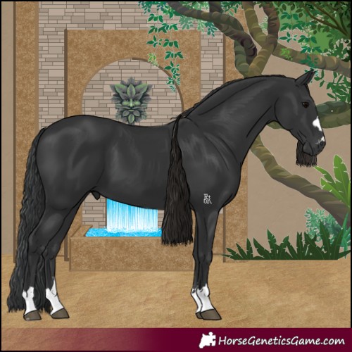 Horse Color:Black 