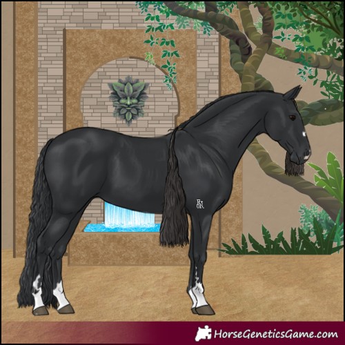 Horse Color:Black 