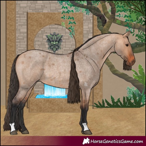 Horse Color:Bay Roan Dun 