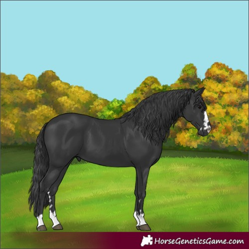 Horse Color:Black 