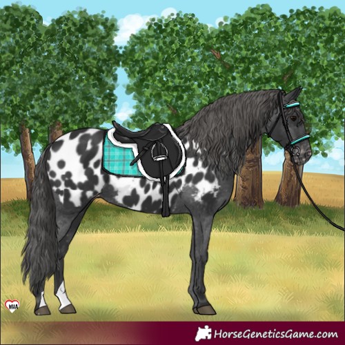 Horse Color:Black Appaloosa 