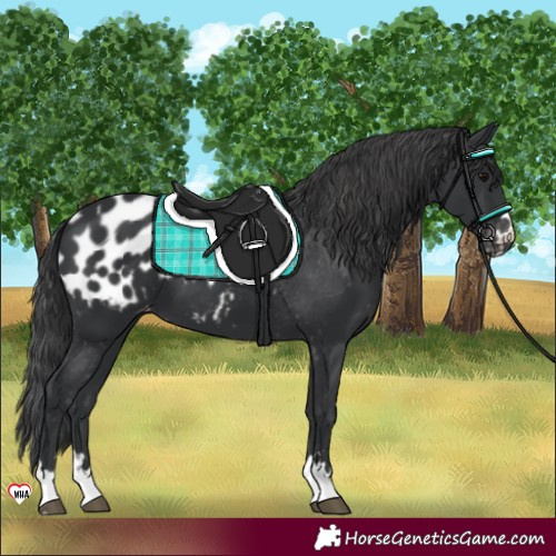 Horse Color:Black Appaloosa 