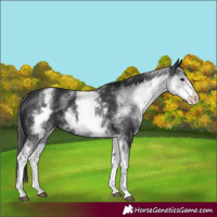 Horse Color:White Spotted Black
