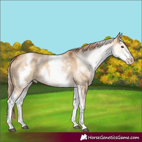 Horse Color:White Spotted Red Dun 