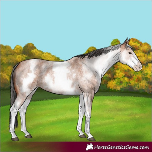 Horse Color:White Spotted Bay Roan