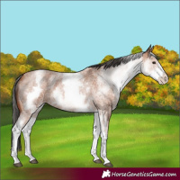 Horse Color:White Spotted Bay Roan